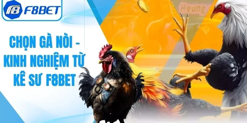 Chọn Gà Nòi Chuẩn – Kinh Nghiệm Đúc Kết Từ Kê Sư F8bet