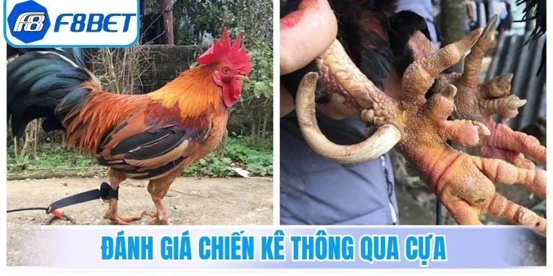 Đánh giá chiến kê thông qua cựa