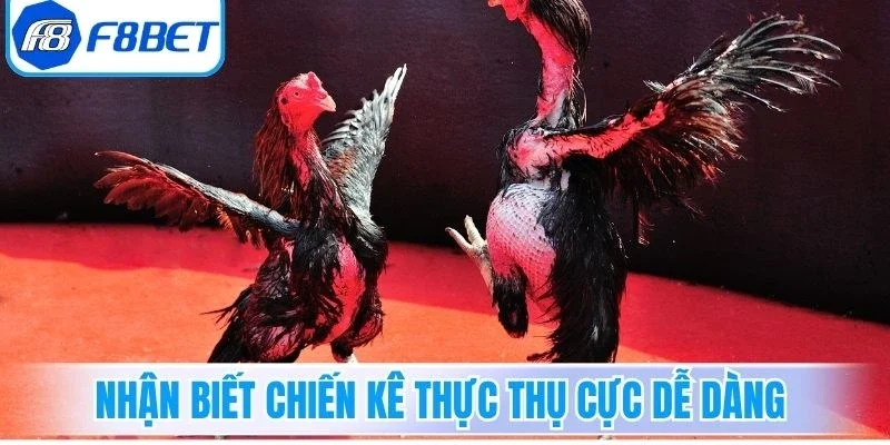 Nhận biết chiến kê thực thụ cực dễ dàng