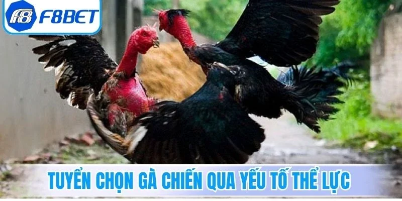 Tuyển chọn gà chiến qua yếu tố thể lực